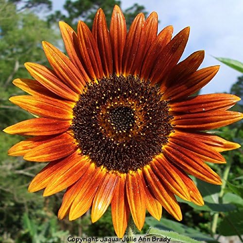 Non GMO Bulk Autumn Beauty Sunflower Seeds- Helianthus annuus (1/4 Lb)