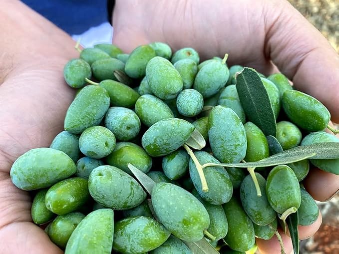 Rx High Phenolic Extra Virgin Olive Oil ??Cold Pressed, Rich in Oleocanthal, Naturally High in Antioxidants, Bold Flavor ??375mL Bottle