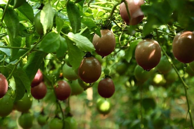Naturally Delicious Dried Passion Fruit Maracuja 8-oz Bags, No Added Chemicals, No Added Colorings, No Preservatives, Made in Vietnam from fully mature fruits (8 oz)??,<div>