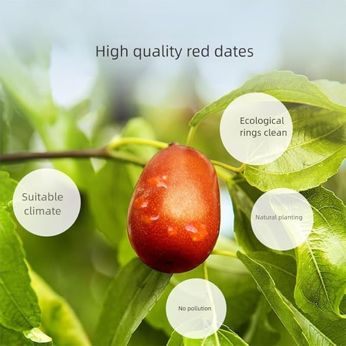 Premium Red dates slices-Jujube slices-Selected Dried Fruit-4.23oz/120g100% Natural 红枣片(Red dates slices)