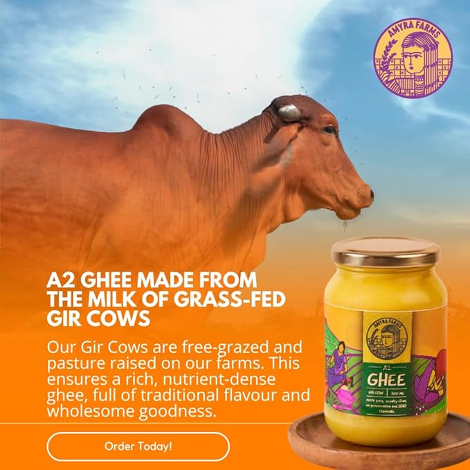 Amyra Farms Organic A2 Ghee - 1 Pound | Grass-Fed Gir Cow Ghee, Handcrafted Bilona, Pure & Nutrient-Rich | Traditional, Natural, Healthy | Keto, Lactose and Casein Free | Clarified Butter (16 Ounces)