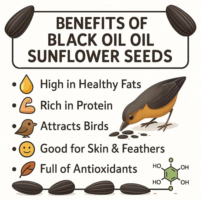 Crazy Nuts | Black Oil Sunflower Seeds for Birds, 10lb | Black Sunflower Seeds for Birds, Sunflower Bird Seed, Wild Bird Feed