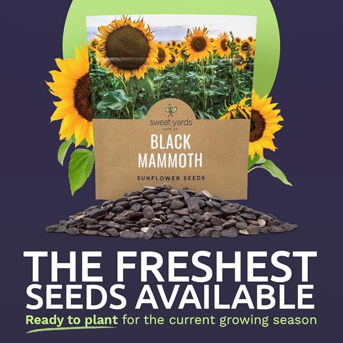 Black Mammoth Sunflower Seeds for Planting – Extra Large Packet – Over 250 Open Pollinated Non-GMO Flower Seeds – Helianthus annus