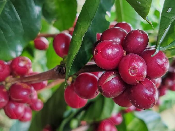 Sabor del Café ??Costa Rican Coffee Whole Bean, Medium Roast ??Specialty Coffee, Honey Processed for Sweetness ??100% Organic, Marsellesa Varietal, Aromatic & Smooth Flavor, 2x250g