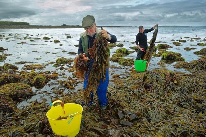 IRISH Sea Moss from Ireland | WILDCRAFTED | Chondrus Crispus | Raw Irish Moss | Golden