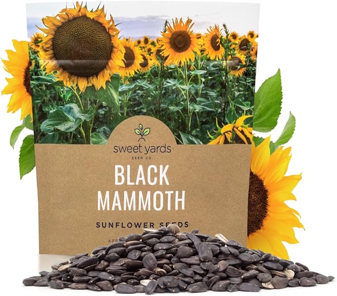 Black Mammoth Sunflower Seeds for Planting – Extra Large Packet – Over 250 Open Pollinated Non-GMO Flower Seeds – Helianthus annus