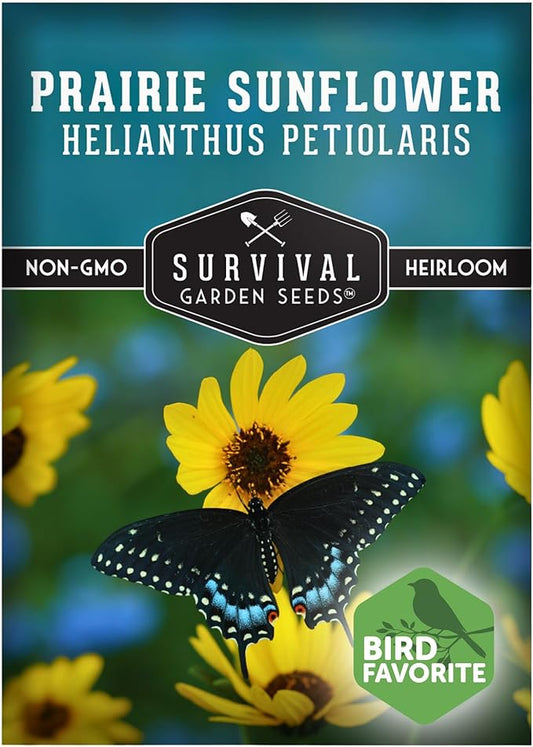 Survival Garden Seeds - Native Prairie Sunflower (Helianthus petiolaris) | Compact Drought Tolerant