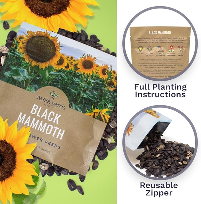 Black Mammoth Sunflower Seeds for Planting – Extra Large Packet – Over 250 Open Pollinated Non-GMO Flower Seeds – Helianthus annus
