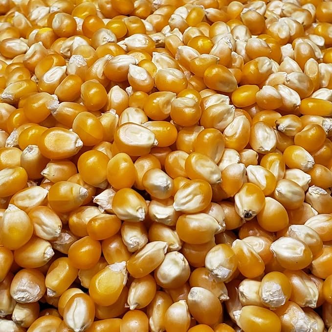 Princeton Popcorn Yellow Mushroom Popcorn Kernels - Easy-Eating, Extra Large Popping Corn, Non-GMO Popcorn Kernels, Farmer Direct, Air Popper or Stovetop 3-Pack 2lb Bag 96oz