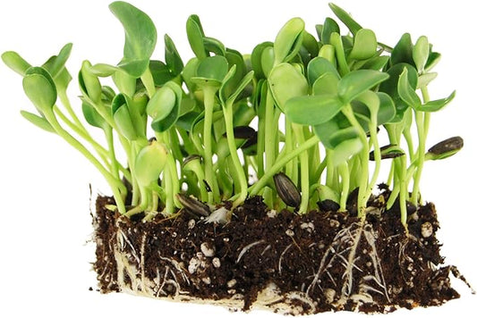 1.5 Lb Organic Non-GMO Black Oil Sunflower Microgreens Seeds and Sprouting Seeds (Shell On) - Edible Sun Flower Micro Green Seeds, Organic Sprout Seeds, Seeds for Sprouting, and Sprout Mix