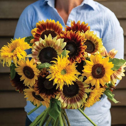 Sunflower Seeds for Planting - to Plant a Mix of Sunflowers Velvet Queen, Autumn Beauty, Dwarf Sunflower, Sunspot, Mammoth, Teddy Bear, Lemon Queen, and Sungold.