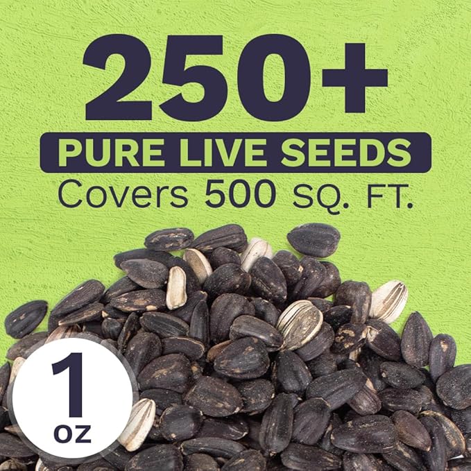 Black Mammoth Sunflower Seeds for Planting – Extra Large Packet – Over 250 Open Pollinated Non-GMO Flower Seeds – Helianthus annus