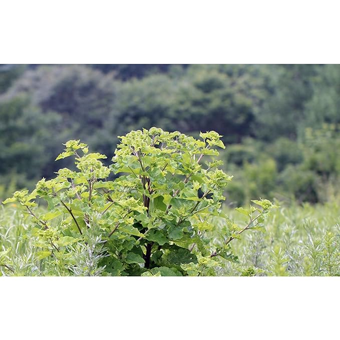 GAGOPA Dried and Roasted Burdock Root ??100% Korean Burdock, Premium Herbal Tea Ingredient, Earthy Smooth Flavor, Pure with Rich Flavor 300g