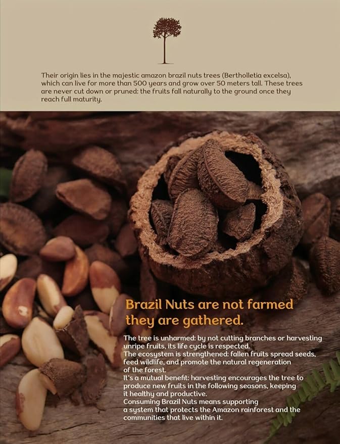 ALMA ZÓNICA – Raw unsalted premium Brazil Nuts, 1 pound (16oz) | Unsalted, Gluten-Free, Kosher | Rich in Selenium, Antioxidants & Healthy Fats | Resealable Bag | Sustainable & Ethically Sourced