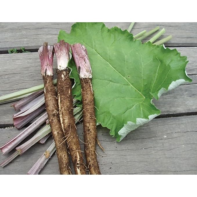 GAGOPA Dried and Roasted Burdock Root ??100% Korean Burdock, Premium Herbal Tea Ingredient, Earthy Smooth Flavor, Pure with Rich Flavor 300g