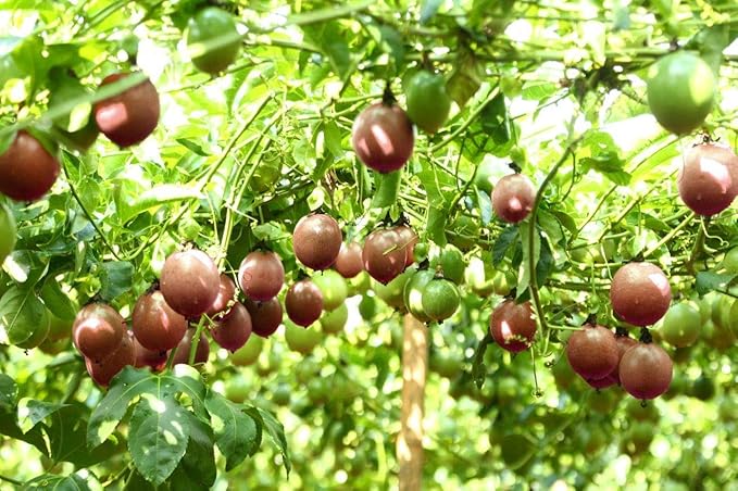 Naturally Delicious Dried Passion Fruit Maracuja 8-oz Bags, No Added Chemicals, No Added Colorings, No Preservatives, Made in Vietnam from fully mature fruits (8 oz)??,<div>