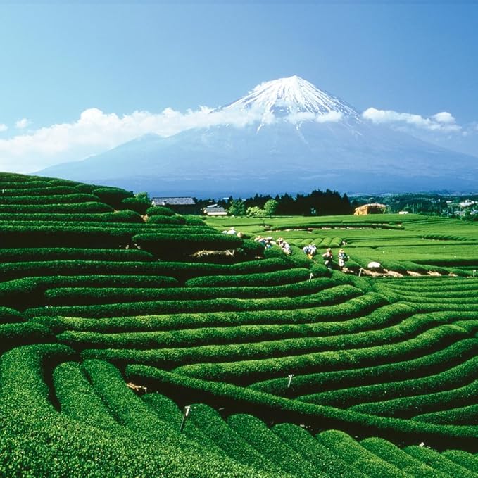 Palais des Th챕s - Sunrise Wake Up - Green Tea, Mate & Grapefruit - 20 Cotton Tea Bags, Serves 20 Cups