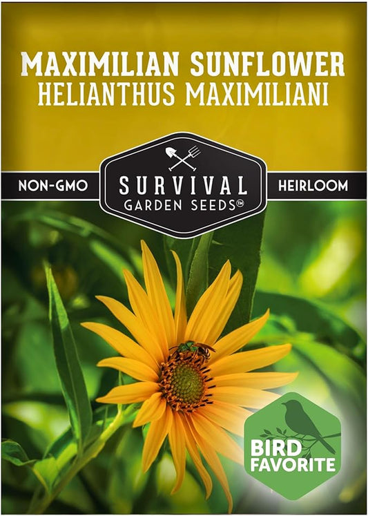 Survival Garden Seeds - Maximilian Sunflower (Helianthus maximiliani) | 10-Foot Prairie Giant |