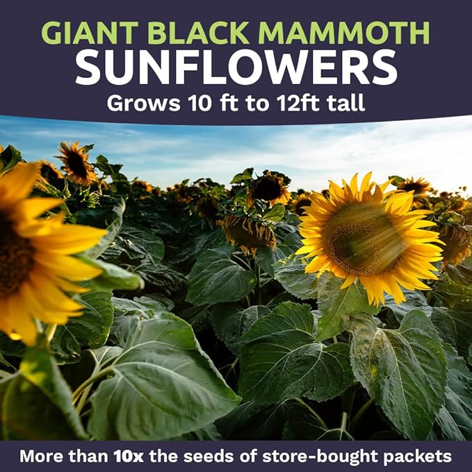 Black Mammoth Sunflower Seeds for Planting – Extra Large Packet – Over 250 Open Pollinated Non-GMO Flower Seeds – Helianthus annus