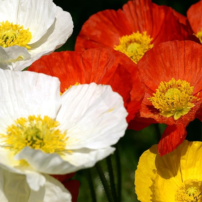 Iceland Poppy (Papaver Nudicaule) – 34,700 Non-GMO Seeds | Easy-to-Grow Pollinator-Friendly Wildflower | Vibrant Red, Yellow, Orange & White Blooms | Perfect for Flower Beds & Wildflower Gardens