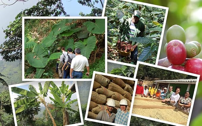 Jim?™s Organic Coffee ??Colombian ??Single Origin, Medium Roast - Whole Bean, 5 lb Bag