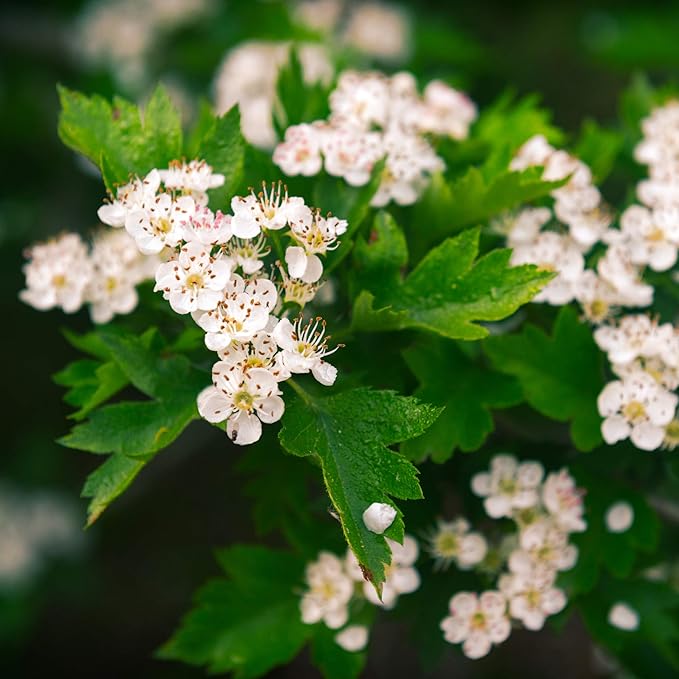 MagJo Naturals, Hawthorn Leaf and Flower (1 Pound), Wild-Crafted, Cut and Sifted, Dried Loose Leaf, Makes crisp cup of Hawthorn Tea, Hawthorne Leaves and Herb