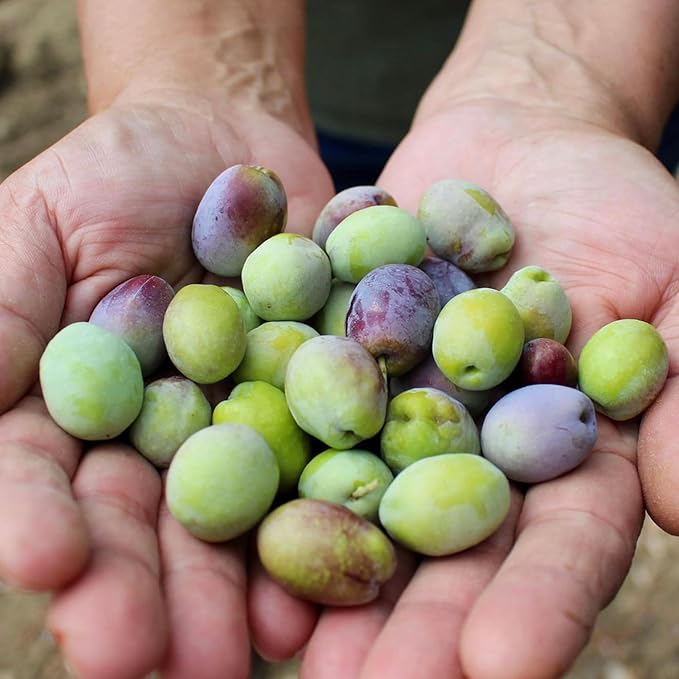 Ayvaco Extra Virgin Olive Oil ??Cold Pressed, Single Origin, Small Batch, Monovarietal ??Organically Produced, Family Owned EVOO from the Aegean ??No Pesticides, Traceable ??25.4 fl oz
