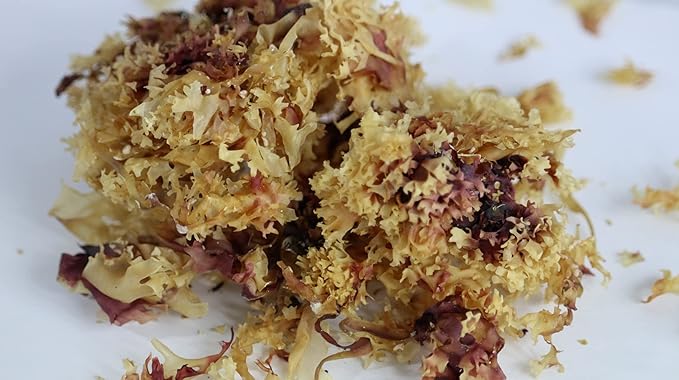 IRISH Sea Moss from Ireland | WILDCRAFTED | Chondrus Crispus | Raw Irish Moss | Golden