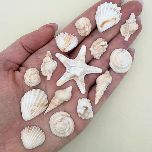 15 Dye Free Seashell Edible Cake Decorations, Vegan, Gluten-Free, Edible Cake Toppers for Cupcakes, Cookies & Desserts, by Simply Sucrì±?(45 Pieces (Bulk Box), Natural)