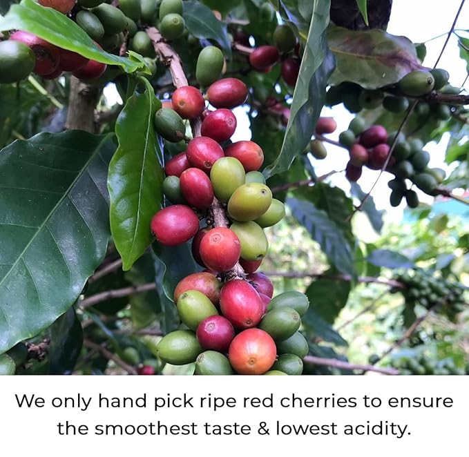 Julian Coffee - Whole Bean, Specialty Grade Single Origin Arabica Coffee From Puerto Rico. Low Acid. 12oz.