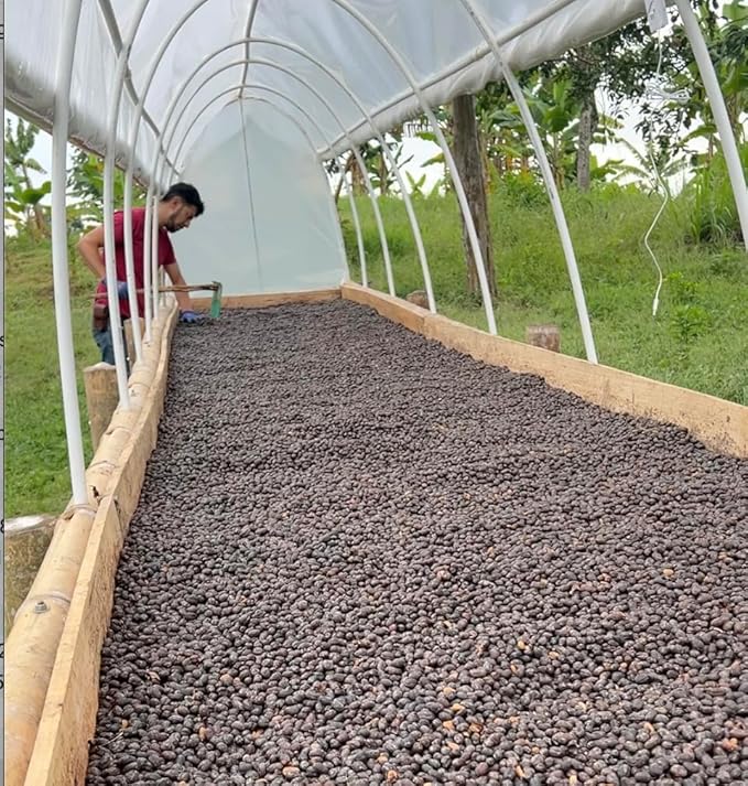 Single Origin Unroasted Green Coffee Beans, From Colombia, Specialty Grade, Finca El Lejano Oriente, Castillo and Caturra Varietals (5 lbs, Colombia Natural Process)