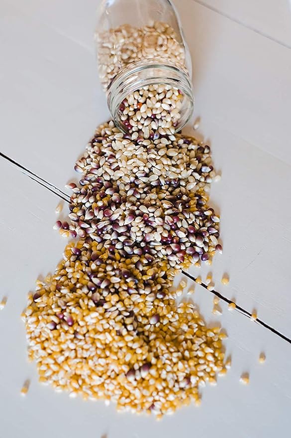Amish Country Popcorn | 3-1 lb Bags | 1 lb Baby White, 1 lb Ladyfinger, and 1 lb Purple Popcorn Kernels Variety Pack | Old Fashioned, Non-GMO and Gluten Free (3-1 lb Bags)