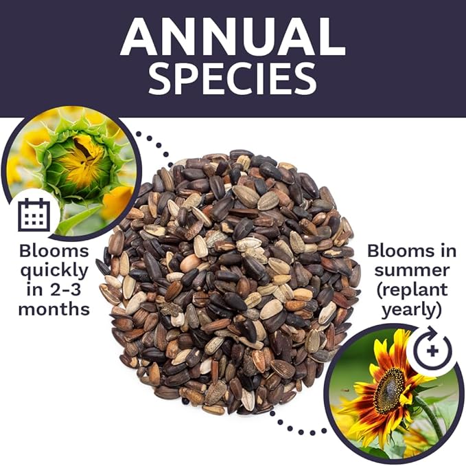 Autumn Beauty Sunflower Seeds – Bulk 1/4 Pound Bag – Over 5,000 Open Pollinated Non-GMO Wildflower Seeds – Helianthus annus – Beautiful Shades of Gold, Bronze, Yellow, and Purple