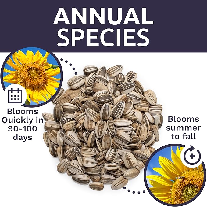 Mammoth Grey Stripe Sunflower Seeds for Planting – Extra Large Packet – Over 250 Open Pollinated Non-GMO Seeds – Helianthus annus