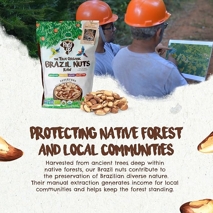 Snack The True Organic Brazil Nuts Medium Size 32 oz-2lbs – Raw and Unsalted – Kosher – Healthy-Rich in Vegetable Protein – Harvested in Amazon Rainforest – Fresh, Vegan and Gluten Free – Forest Up