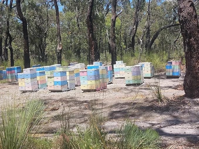 Jarrah Honey TA 30+ - 250 g / 8.8 oz Jarrah Honey is nectar gathered by bees from the flowers of the Jarrah Tree
