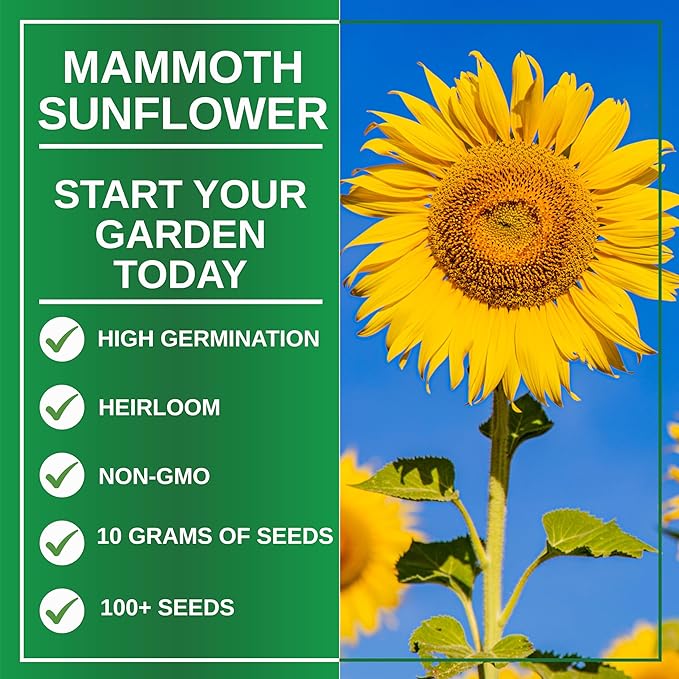 TKE Farms & Gardens - Mammoth Sunflower Seeds for Planting, 100+ Non-GMO Heirloom Seeds, Grow Towering Sunflowers with Giant Yellow Blooms, Includes Easy Instructions for a Stunning Outdoor Garden
