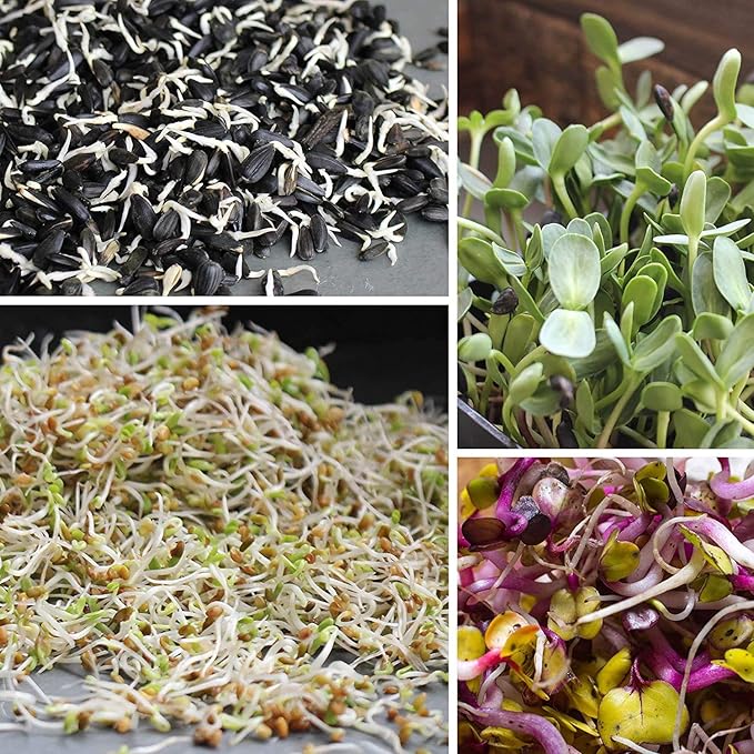 1.5 Lb Organic Non-GMO Black Oil Sunflower Microgreens Seeds and Sprouting Seeds (Shell On) - Edible Sun Flower Micro Green Seeds, Organic Sprout Seeds, Seeds for Sprouting, and Sprout Mix