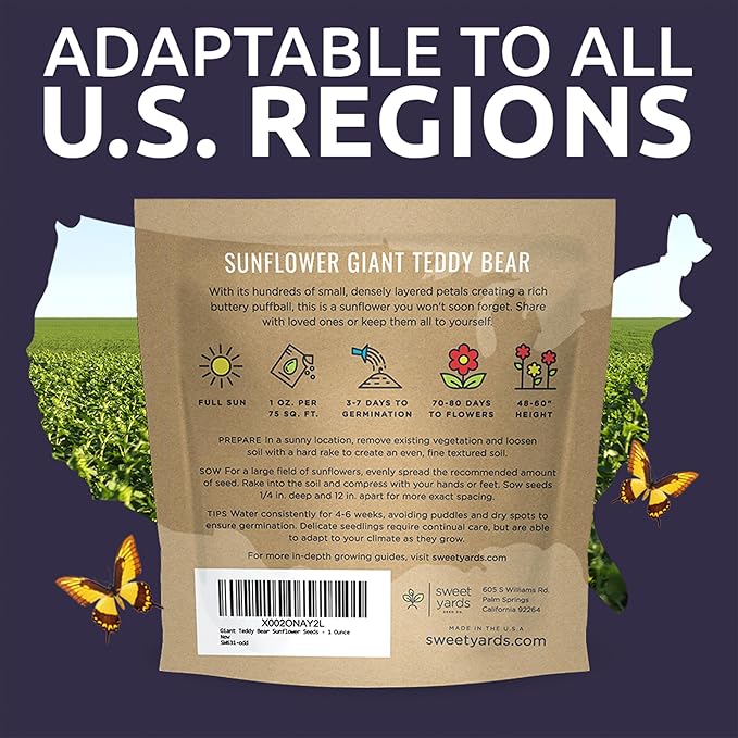 Giant Teddy Bear Sunflower Seeds - Extra Large 1 Ounce Packet - Over 1,200 Fresh Open Pollinated Non-GMO Flower Seeds - Helianthus annus - Hundreds of Fluffy Yellow Petals