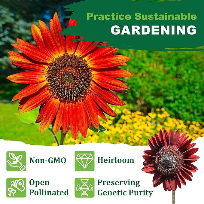 TKE Farms & Gardens - Chocolate Cherry Sunflower Seeds for Planting, 50+ Heirloom Non-GMO Seeds, Easy to Grow, Includes Planting Instructions, Enjoy Stunning Deep Red Blooms