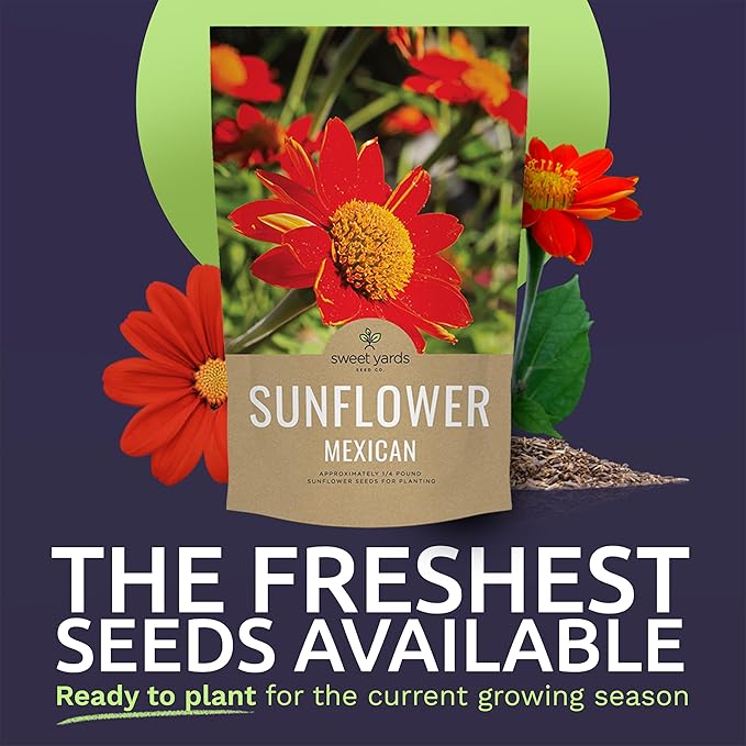 Mexican Sunflower Seeds – Bulk Quarter Pound Bag – Over 10,000 Open Pollinated Non-GMO Wildflower Seeds – Tithonia rotundifolia