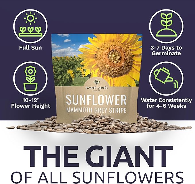 Mammoth Grey Stripe Sunflower Seeds for Planting – Extra Large Packet – Over 250 Open Pollinated Non-GMO Seeds – Helianthus annus