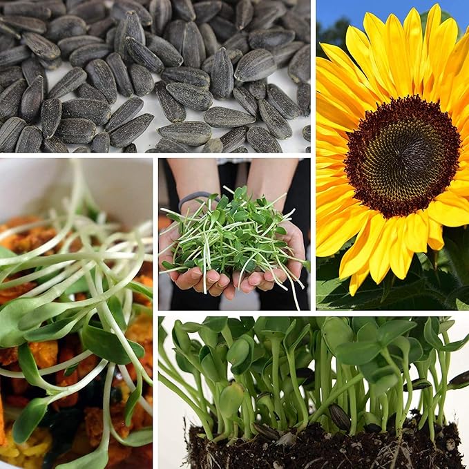 1.5 Lb Organic Non-GMO Black Oil Sunflower Microgreens Seeds and Sprouting Seeds (Shell On) - Edible Sun Flower Micro Green Seeds, Organic Sprout Seeds, Seeds for Sprouting, and Sprout Mix