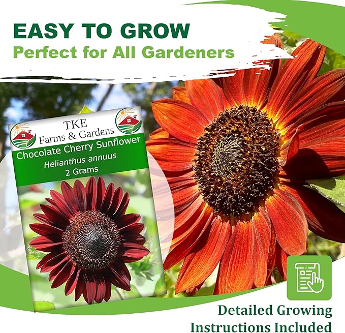 TKE Farms & Gardens - Chocolate Cherry Sunflower Seeds for Planting, 50+ Heirloom Non-GMO Seeds, Easy to Grow, Includes Planting Instructions, Enjoy Stunning Deep Red Blooms