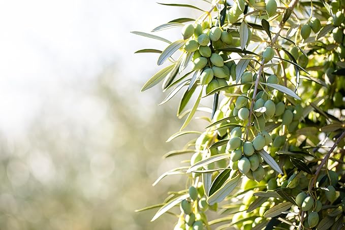 Cobram Estate California Select Extra Virgin Olive Oil - First Cold Pressed, Non-GMO, Keto Friendly, High in Antioxidants, Fruity & Balanced - Cold Pressed Olive Oil Bottle EVOO - 750 ml (Pack of 6)