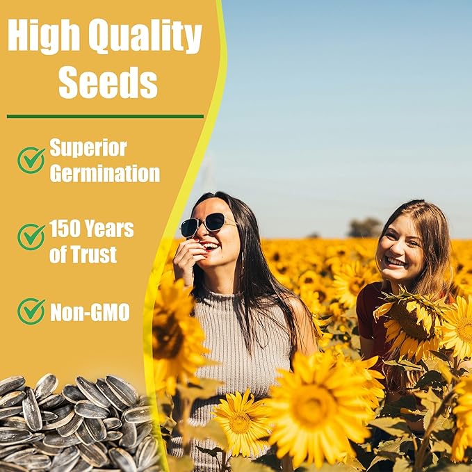 Park Seed ProCut White Lite Sunflower Seeds – Creamy Petals with Honey-Toned Centers, Easy to Grow Spring Variety, Great for Cutting and Wildlife Gardens, Pack of 50