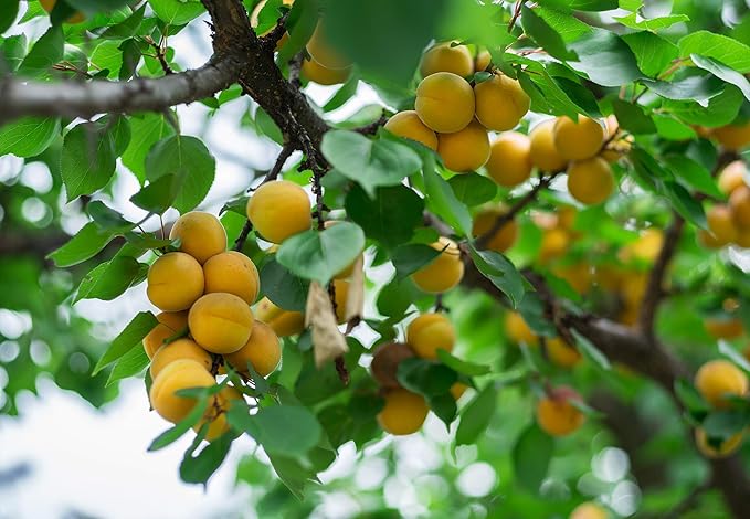 Cerez Pazari Dried Apricots Extra Jumbo Size, Turkish Premium Quality, Healthy Snack for Kids & Adults, Dehydrated, No Sugar Added, Non-GMO, Gluten-Free, With Vitamin E & More, Resealable, 1.5 lbs.