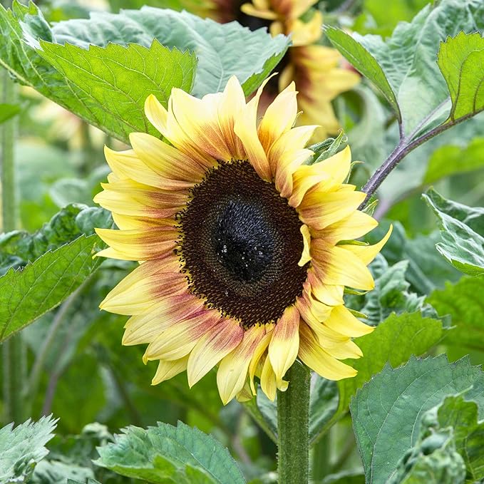 Park Seed ProCut Red/Lemon Bi-Colour Sunflower Seeds – Bold Red Petals with Lemon Tips, Easy to Grow Spring Variety, Great for Cutting Gardens, 4-Inch Blooms, Pack of 50