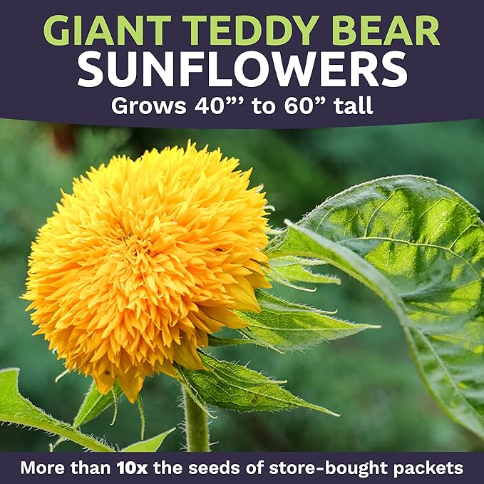 Giant Teddy Bear Sunflower Seeds - Extra Large 1 Ounce Packet - Over 1,200 Fresh Open Pollinated Non-GMO Flower Seeds - Helianthus annus - Hundreds of Fluffy Yellow Petals