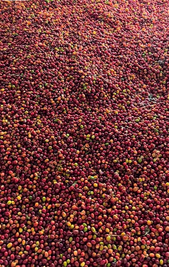 Single Origin Unroasted Green Coffee Beans, From Colombia, Specialty Grade, Finca El Lejano Oriente, Castillo and Caturra Varietals (5 lbs, Colombia Natural Process)